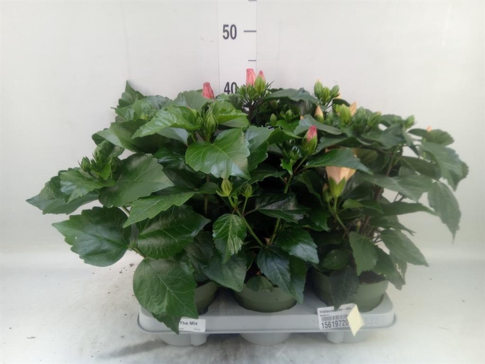 <h4>Hibiscus rosa-sin.   ...mix</h4>