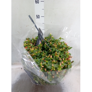 Portulaca   ...