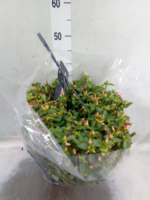 <h4>Portulaca   ...</h4>