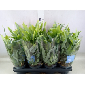 Phlebodium aureum 'Blue Star'