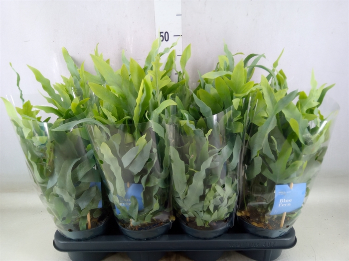 <h4>Phlebodium aureum 'Blue Star'</h4>