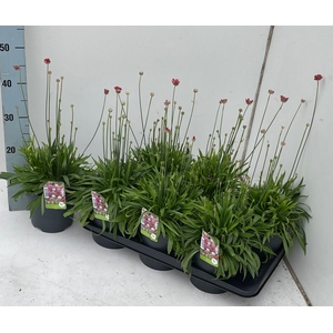 ARME PS BALLERIN RED