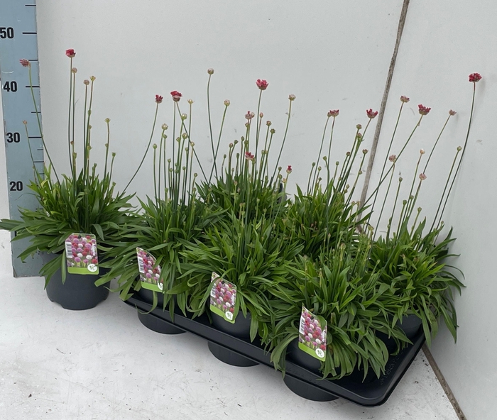 <h4>ARME PS BALLERIN RED</h4>