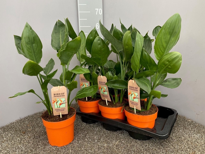 <h4>STRELITZIA REGINAE</h4>