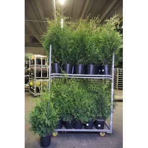 arr8 Thuja O Brabant