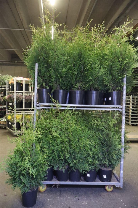 <h4>arr8 Thuja O Brabant</h4>