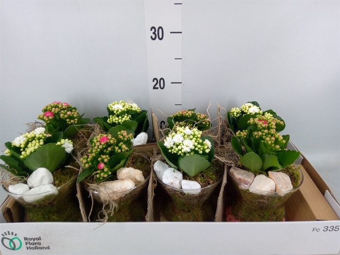 <h4>Arr.   Planten L%</h4>
