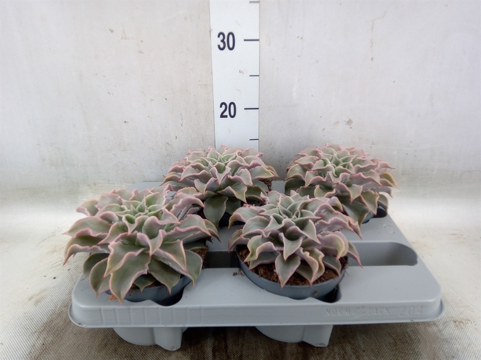 <h4>Echeveria   ...</h4>