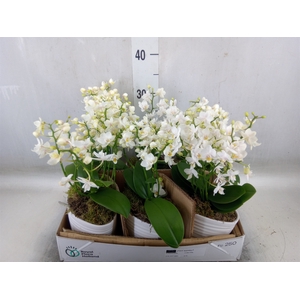 Arr.   Kamerplant Groen L%