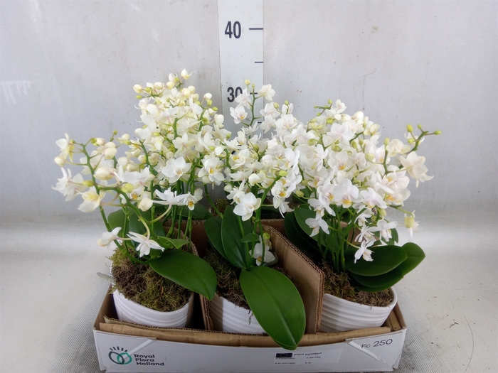 <h4>Arr.   Kamerplant Groen L%</h4>