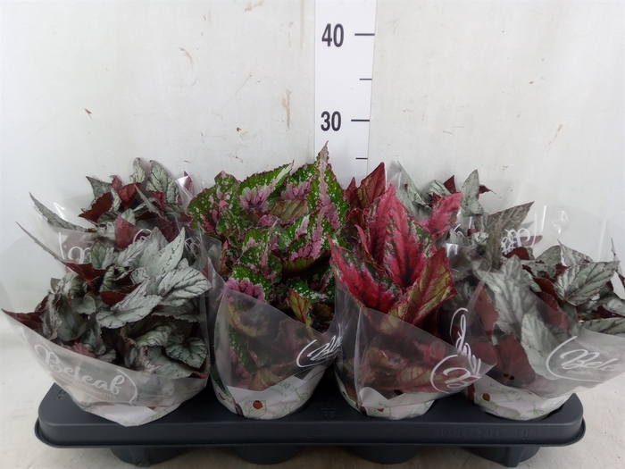 <h4>Begonia BD 'Beleaf'   ...mix</h4>