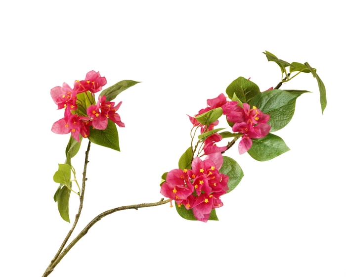 <h4>Bougainvillea Pink</h4>