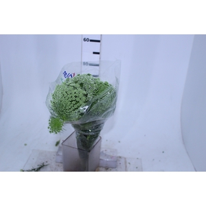 AMMI MAJUS GREEN MIST 070 CM