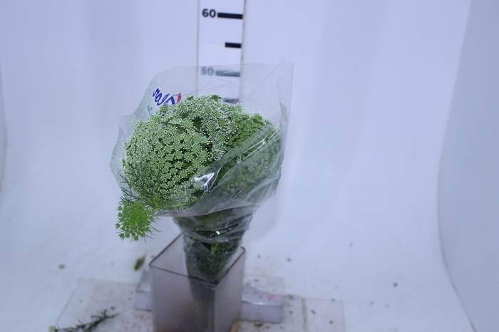 AMMI MAJUS GREEN MIST 070 CM