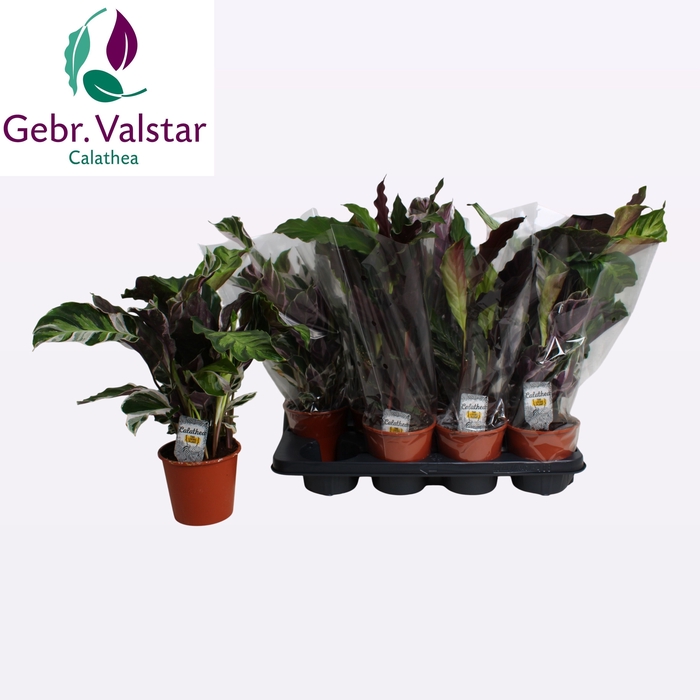 <h4>CALAT GEM 3 SRT</h4>