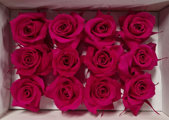 Ro Pres Mini Fuchsia