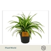 Chlorophytum Com Variegatum