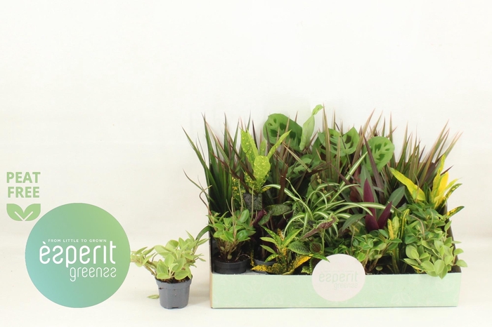 <h4>KAMERPL GEM OV</h4>