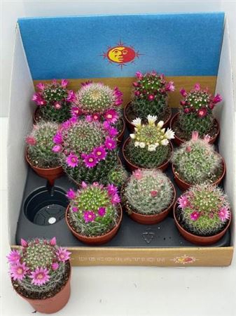 <h4>Cactus Bloeiend</h4>
