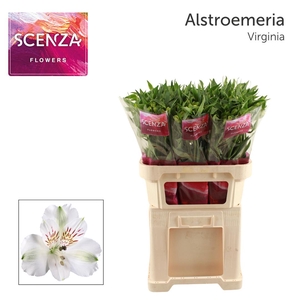 ALSTR VIRGINIA Scenza