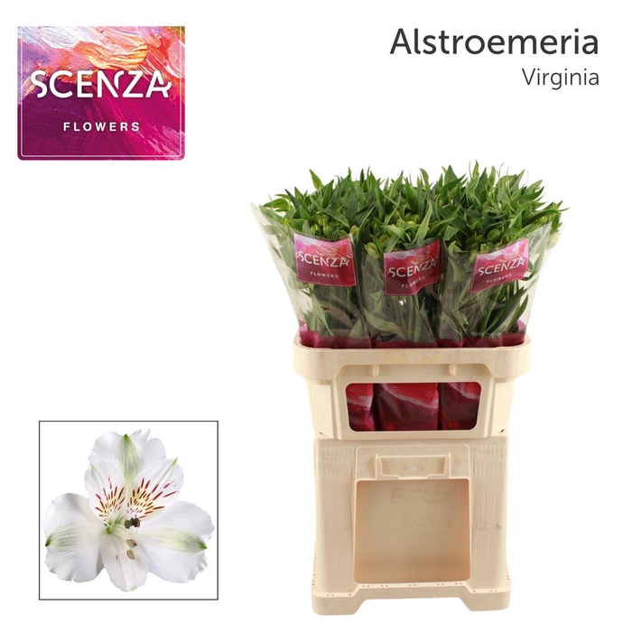 <h4>ALSTR VIRGINIA Scenza</h4>