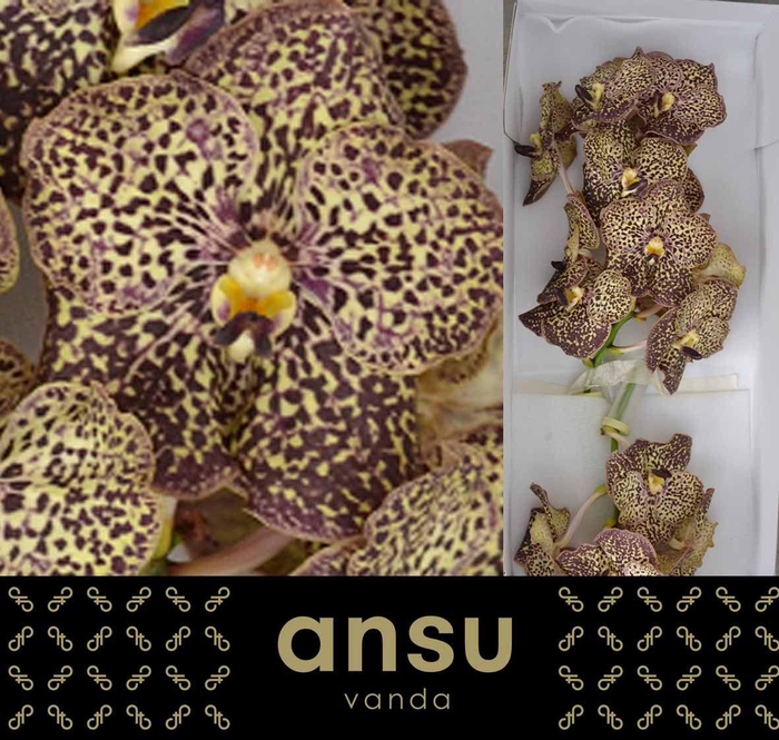 <h4>Vanda Sunanda Ocelot Mocha</h4>