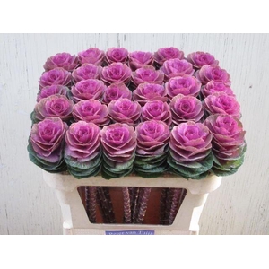 Brassica oleracea Crane Carmine