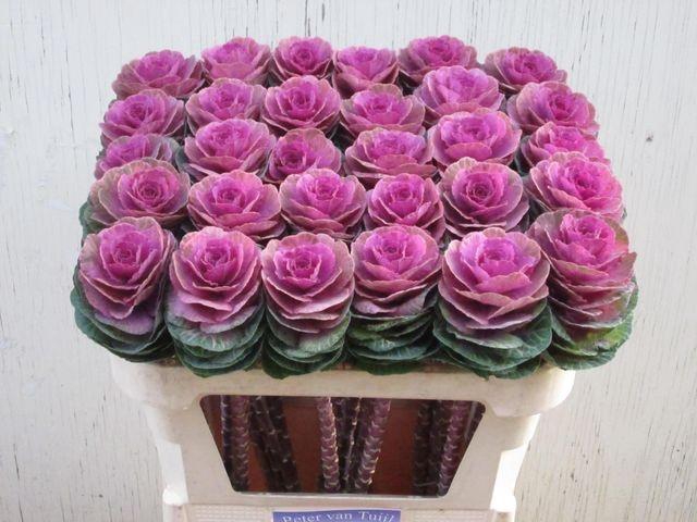 <h4>Brassica oleracea Crane Carmine</h4>