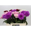 Dahlia Gemengd in fust