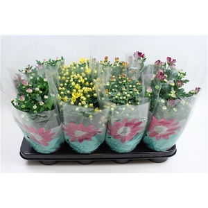 Chrysant Specials Gemengd Stadium 1