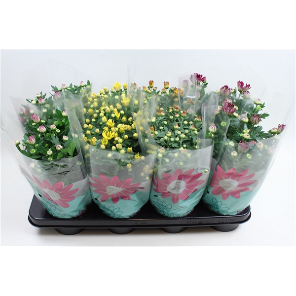 <h4>Chrysant Specials Gemengd Stadium 1</h4>