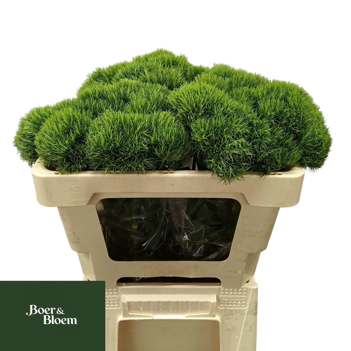 <h4>DI BARB KIWI MELLOW</h4>