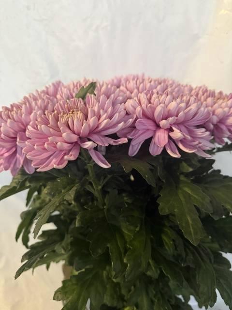 <h4>CHR G ROSSANO</h4>