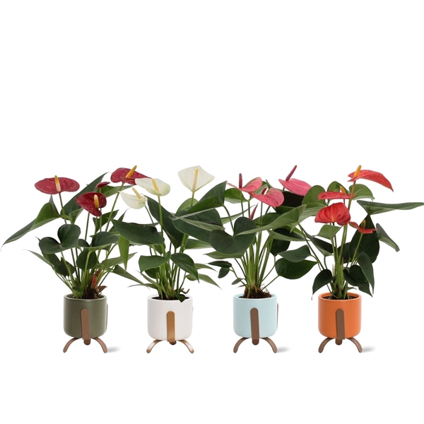 <h4>Anthurium 4 color mix in Las Vegas ceramics</h4>