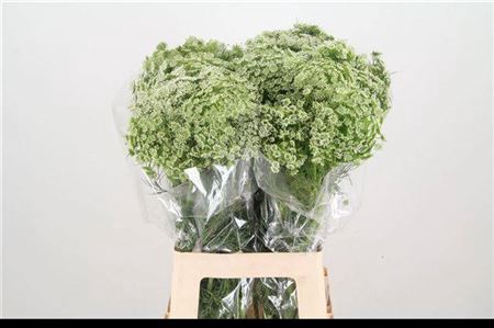 Ammi Visnaga