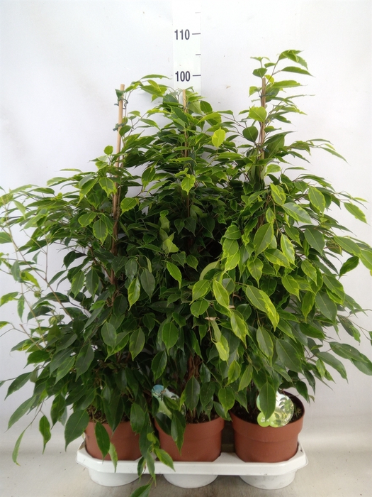 <h4>Ficus benja. 'Anastasia'</h4>