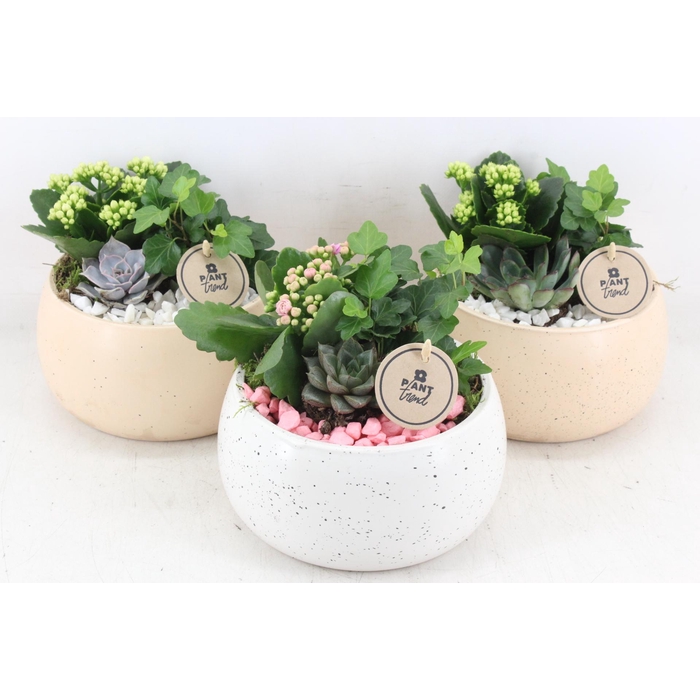 <h4>Arr2 Pl - Ker. Bolschaal Dots - Roze/wit</h4>