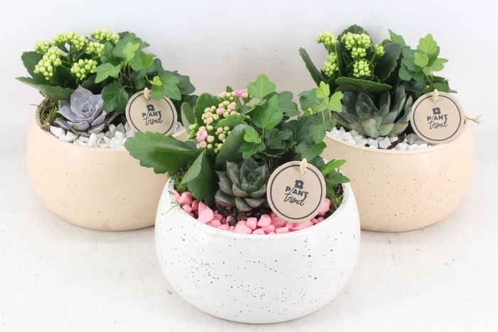 <h4>arr2 PL - Ker. bolschaal dots - roze/wit</h4>