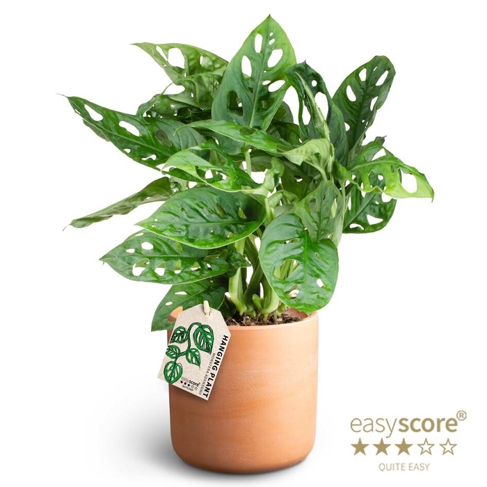 <h4>MONSTERA FRIEDR P12  RAW TERRAC</h4>