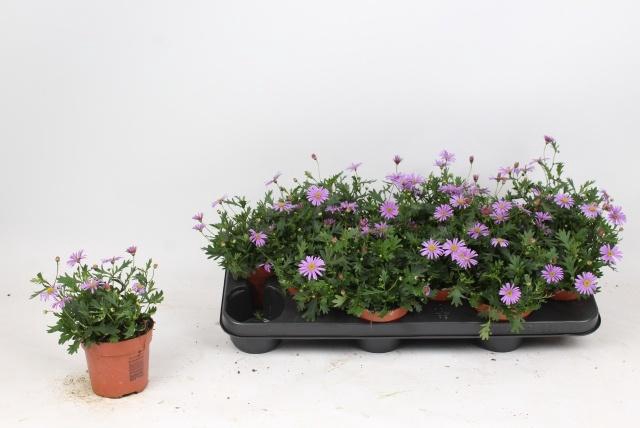 <h4>BRACH BRAS VIOLET</h4>