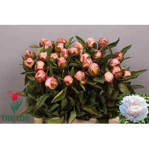 PAEO L GARDENIA