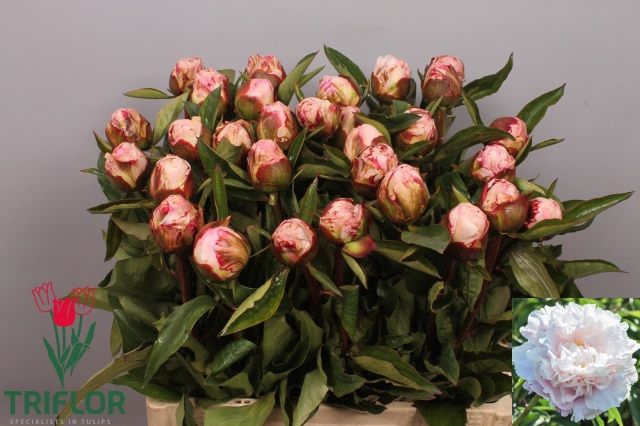 <h4>PAEO L GARDENIA</h4>