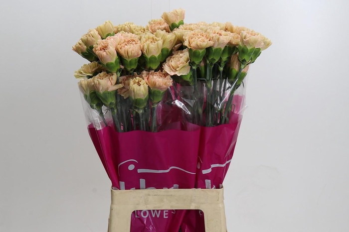 <h4>Dianthus St Lege Marrone</h4>