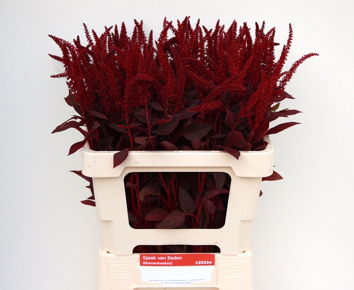 <h4>AMAR CR VELVET</h4>