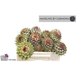 CYNARA CARDUNCULUS