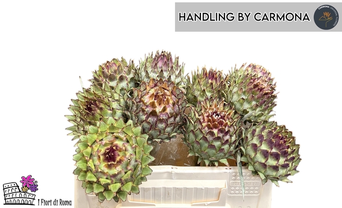 <h4>CYNARA CARDUNCULUS</h4>