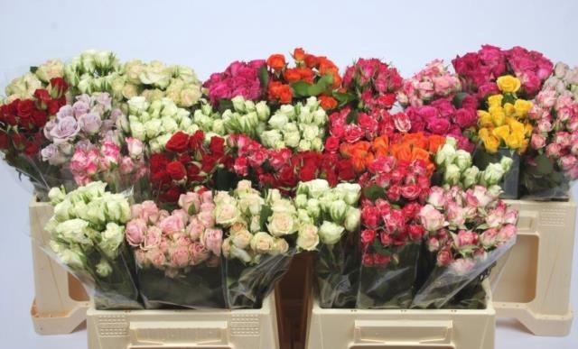 <h4>Rosa spray mix in bucket</h4>