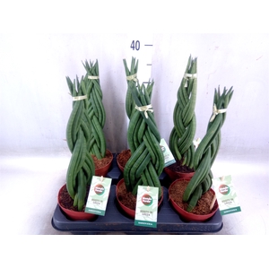 Sansevieria cyl.  ...