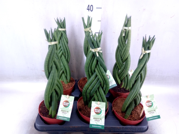 <h4>Sansevieria cyl.  ...</h4>