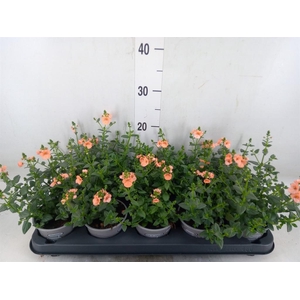 Diascia  'Piccadilly Salmon'